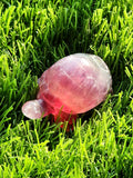 Candy Fluorite Turtle Carving - Embracing Tranquility and Motivation - Animal carving